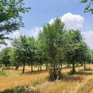 陕西铜川二乔苗木榆树苗批发基地上车价格,2公分榆树苗厂家批发,榆树小苗产地报价