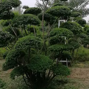 怎样对小叶女贞造型树修剪