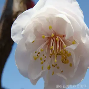 河北望都供应 长势好结果多的抗寒梅花 淡丰后(地径15-20公分)
