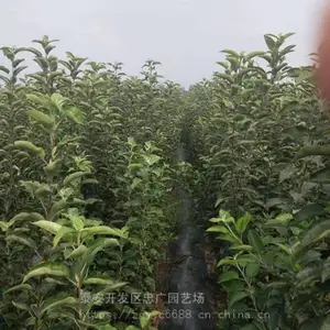 哪里有2公分维纳斯黄金苹果苗 卖苗免费送苹果