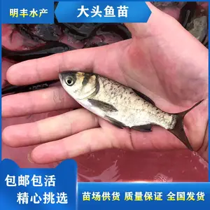 港明水产 活鱼苗供应 花鲢鱼苗 大头鱼苗 混搭养殖
