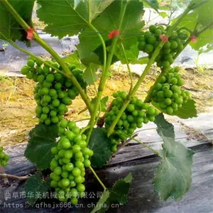 ���տ��̶�������֦�� ��Чʡ���ƹϰ����� ��ʥ