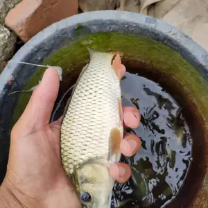 河南郑州鱼苗批发 养殖什么品种的鱼投资小 三十年养殖经验