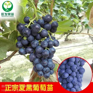 正宗夏黑葡萄树苗耐寒 嫁接全国可种爬藤果树苗品种正宗优质