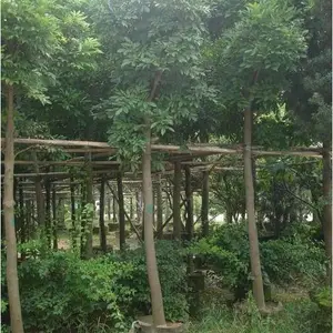 ��Ӧ5�ֺ��Ϻ춹����-��Ӧ8�ֺ��Ϻ춹����-��Ӧ10�ֺ��Ϻ춹����
