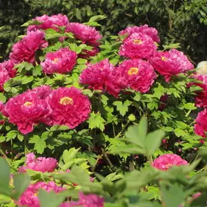 ����ĵ�� ʮһ��ڻ��� ĵ��С������ �˶�����