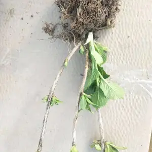 江苏花汇博八仙花40公分50公分高绣球/八仙花