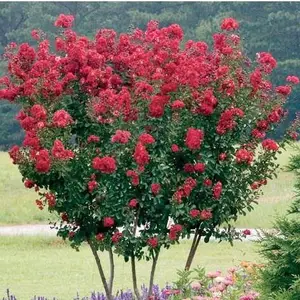 紫薇花苗出售-鸿基农业花苗销售-福建紫薇