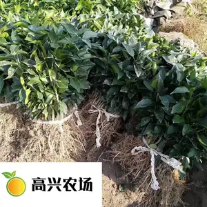 象山正宗红美人柑橘苗 优质苗木 正宗供货
