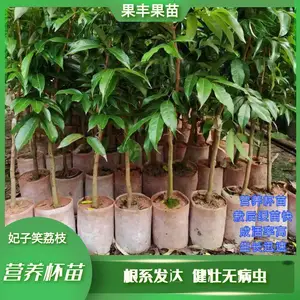 ����Ц��֦�޽ӱ��罡׳�޲���ͼƬ��ֲ��������