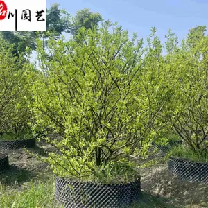 基地供应橘子树工程绿化苗木 成都橘子树批发 8-20公分橘子树价格报价