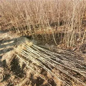 带刺花椒苗 大红袍花椒苗 花椒小苗 四川花椒苗价格