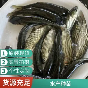 鲤鱼鱼苗养殖场 内蒙古包头乌海 草鱼种 20cm 供垂钓园放养
