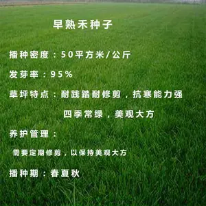 早熟禾草坪草种子 大量批发草种籽 工程绿化植物种子