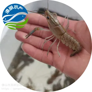 �ʻ���ֳ ����������ˮ��Ϻ�� ������װ���� С��Ϻ��