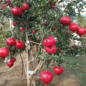īʯ���� īʯ�������������