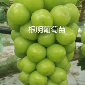阳光玫瑰葡萄苗-根明葡萄苗-阳光玫瑰葡萄苗种植基地