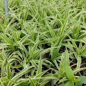成都金边吊兰基地直销 金边吊兰杯苗 花境植物金边吊兰