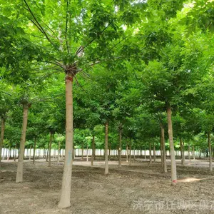 金叶复叶槭,直径18公分金叶复叶槭工程苗,市场价格多少钱