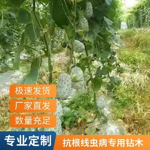 �������޻ƹ� �������޻ƹ����� �������޻ƹ�����