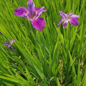 佳颖园艺 水生鸢尾种植基地 常绿水生鸢尾