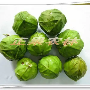 千年桐种植的发展现状与前景