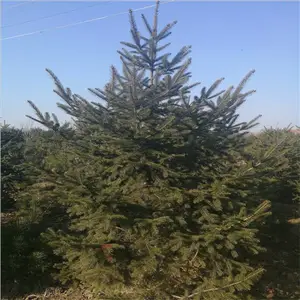 ֱ��1��2����ɼ3�ס�3.5�ס�4����ɼ��4.5��5����ɼ 6����ɼ��