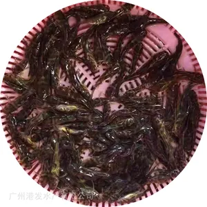 �۷����糡 �������ۻ�������� �ƹ��� ������ �߲������ܶ� ���ɻ�