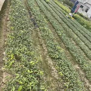 广东批发优质荔枝嫁接树苗仙进奉荔枝树苗盆栽地栽保真批发实惠