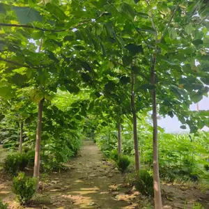 3公分至5公分紫花泡桐树苗,贵州黔西泡桐小苗基地,泡桐根桩苗产地报价