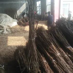 1�������� ����7�������� ��Ʒ��Ч��õ���Ʒ��