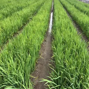 佳颖园艺 黄菖蒲价格 黄菖蒲种植基地