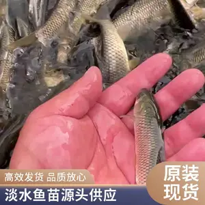 山东日照草鱼苗鲤鱼苗育苗场直供养鱼户鱼种