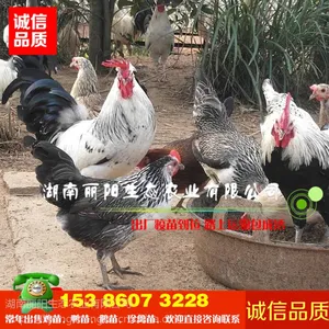 鹊山鸡苗批发土鸡苗贵妃鸡苗报价