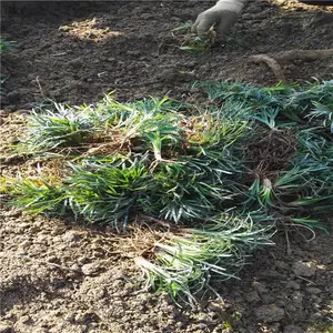 广东河源幼苗的价格咨询优惠