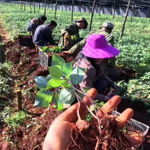 广南县富仁中药材种植农民专业合作社