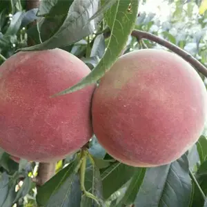 �ƽ���4��������Ʒ��***����19���������������