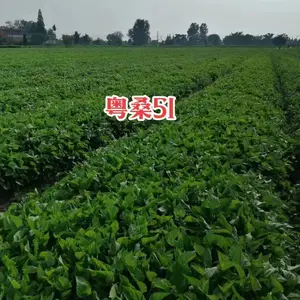 ��Ӧ����ɣ6��ɣ��