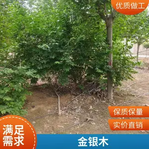 帅阳苗木金银木 庭园绿化灌木 规格齐全 独干大墩 耐旱