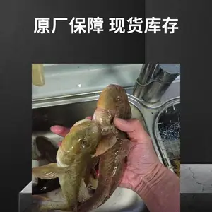 逛鱼苗批发 肉质鲜嫩 经济价值高 产地直供 支持空运