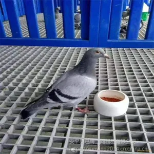 Ѹӥ��ֳ��դA��ɫ�����ָ�դ��A���ݻ�ѧ���乵�ǰ�