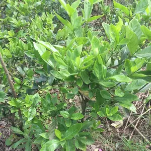 供应 大叶栀子花 大花栀子 庭院绿化用的苗木花卉 基地批发
