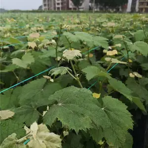 浙江葡萄苗基地-批发基地【善田苗木】-麦当娜红宝石葡萄苗基地