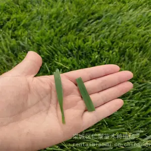 出售山体护坡草皮 滨 州草坪 包衣红三叶 种子 灯心草
