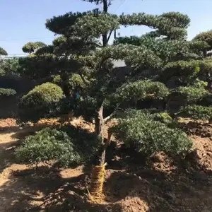 ���������޺��ɳ��۾�����������������Ӧ����ǿ�߳ɻ���