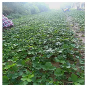 西藏脱毒草莓苗出售 全明星草莓苗 一颗草莓苗多少钱