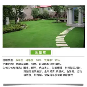 石家庄常青生态护坡草种公司地址批发百喜草草种籽