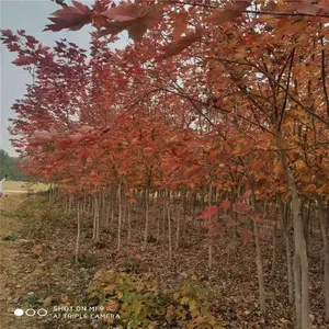 12����������� ˧����ľ �и߷�֧��� �ڷ�4��