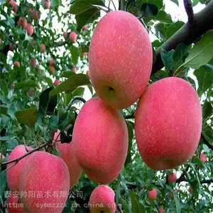 ���Ĺ�ƻ������ ˧����ľ �츻ƻ������ �챦ʯ��ƻ������ ���ҹ�Ӧ