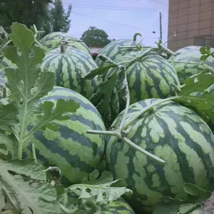 ���������Ϲ�Ӧ�����Ͽ�������ȫ������-������������-����ͨ�����ϴ���